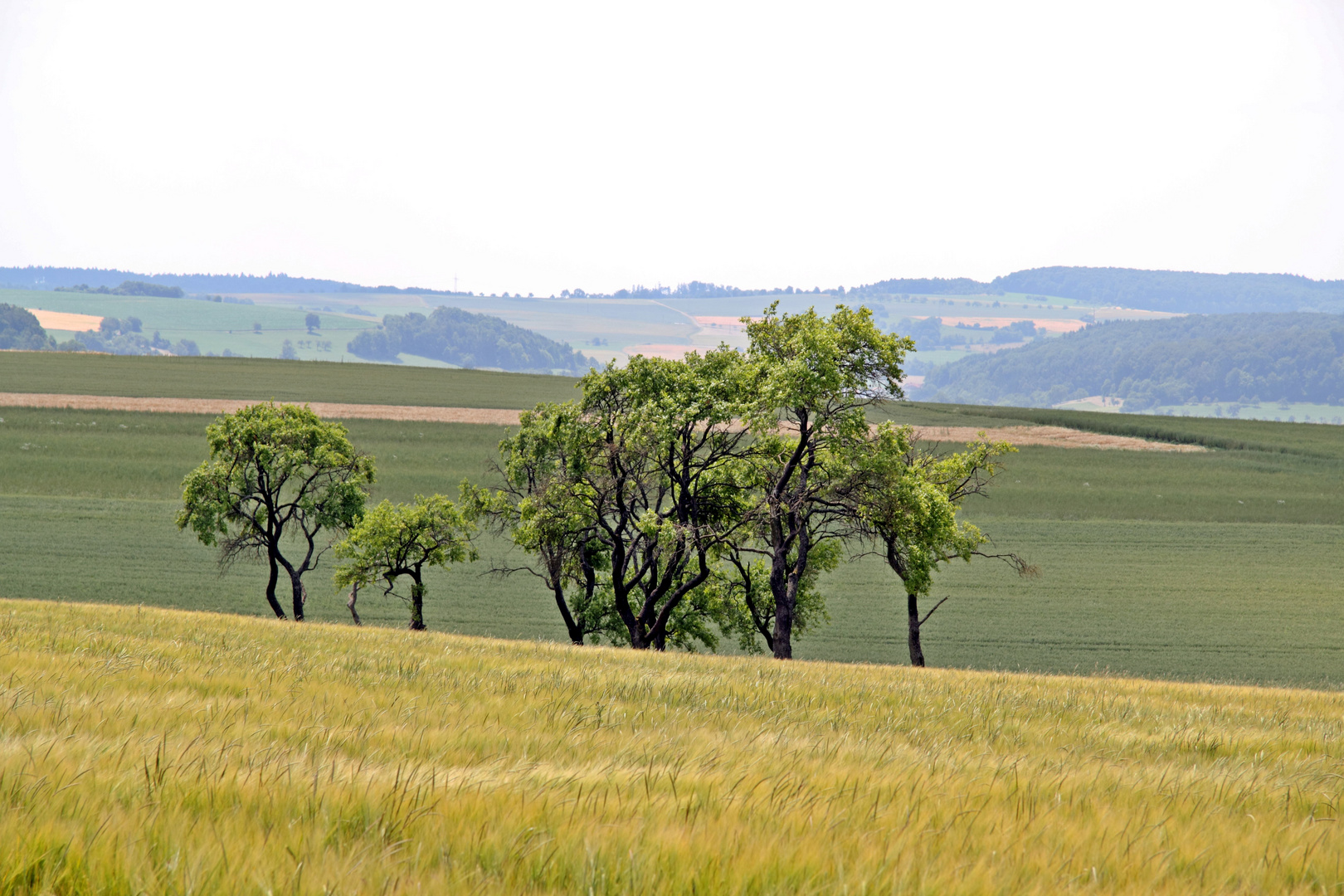 Baumgruppe in Mitten der Felder