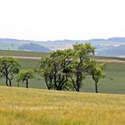 Baumgruppe in Mitten der Felder