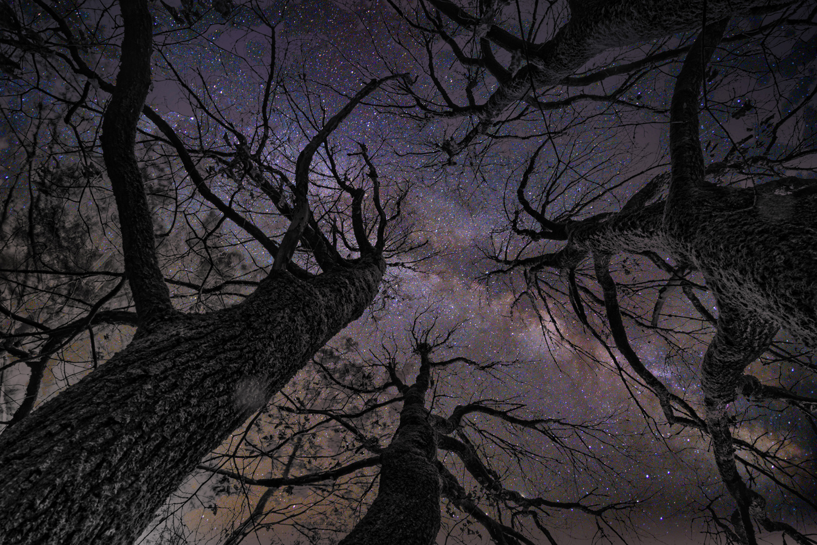 Baumgruppe mit Milchstraße