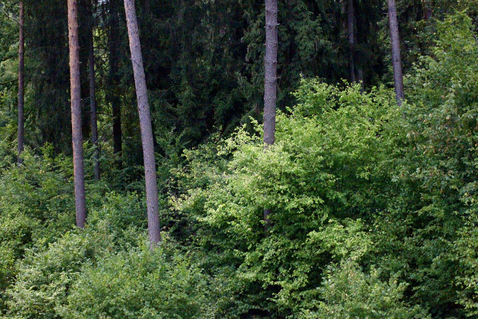 Baumgruppe, Rotwildpark, Stuttgart, D