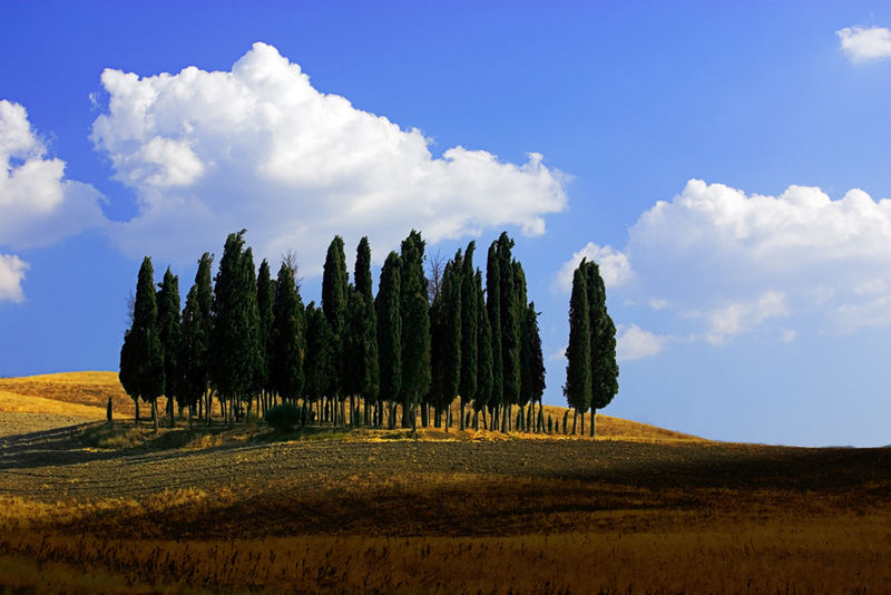 Baumgruppe südlich Siena