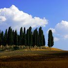 Baumgruppe südlich Siena