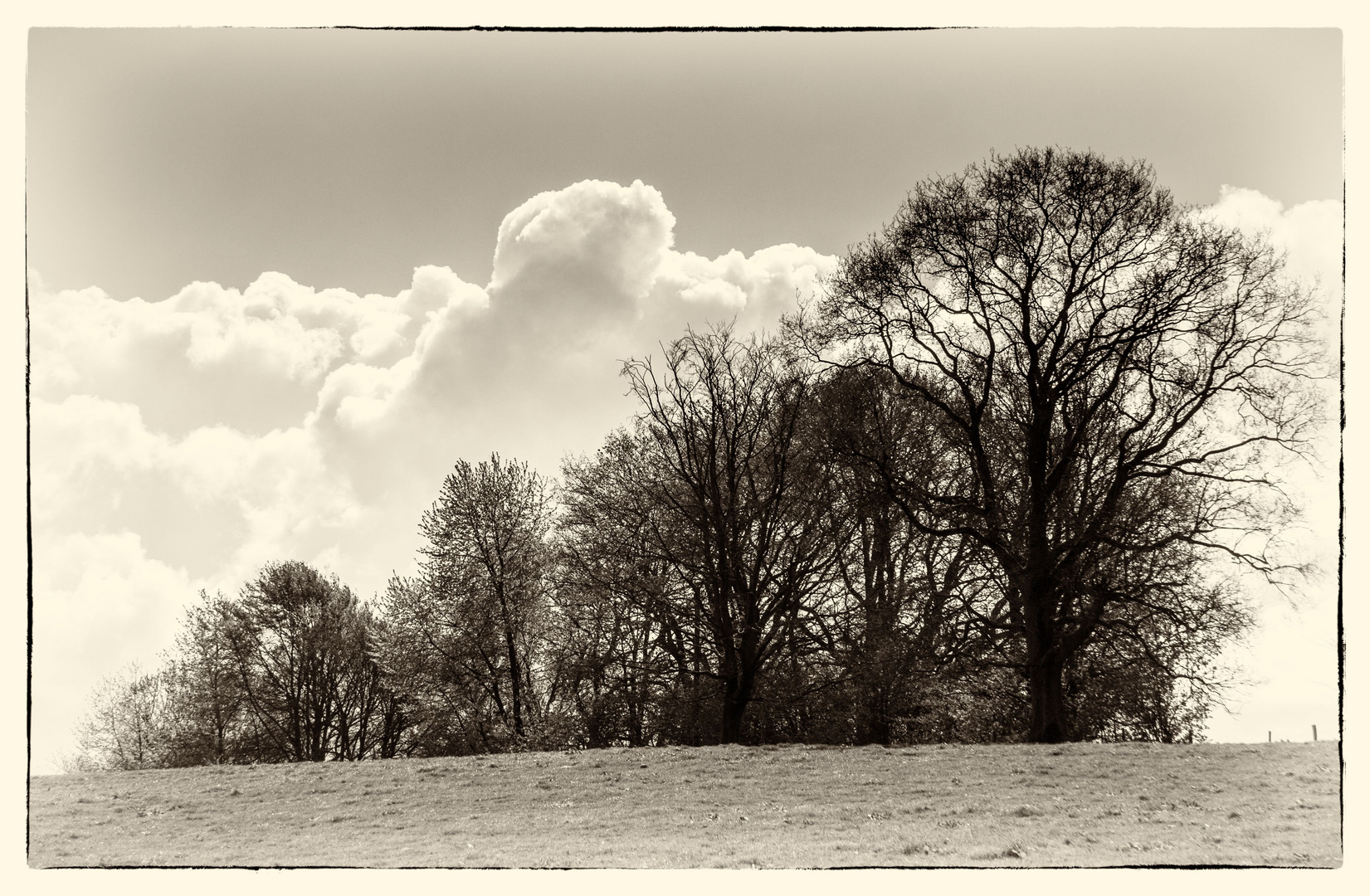 Baumgruppe vor dicken Wolken