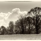 Baumgruppe vor dicken Wolken