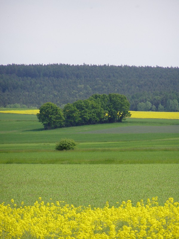 Baumgruppe zwischen Rapsfeldern