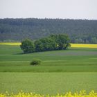 Baumgruppe zwischen Rapsfeldern