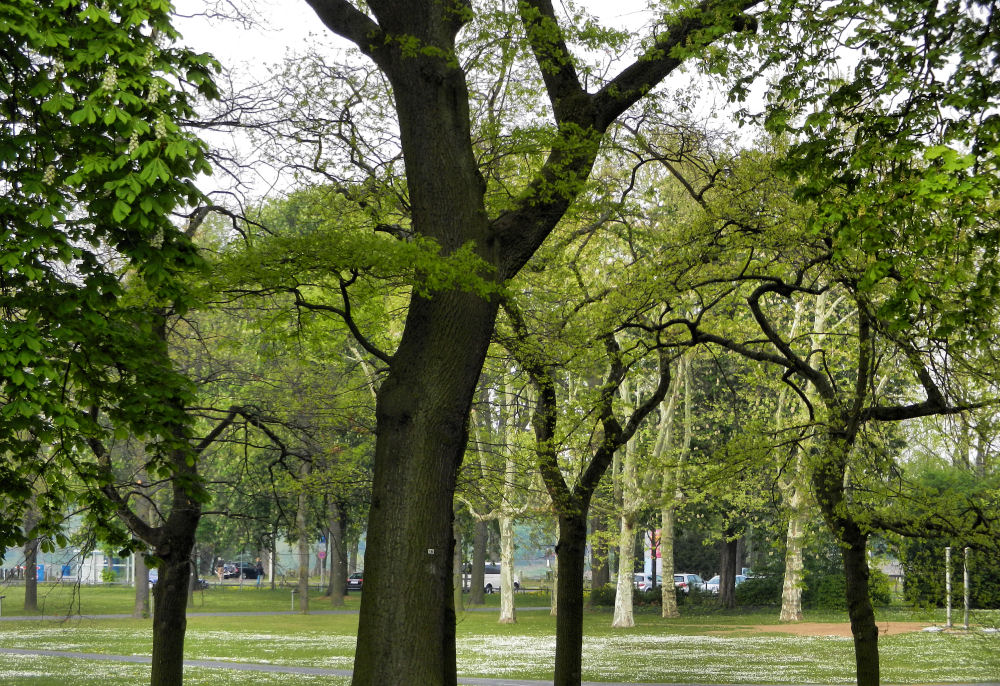 Baumgruppen in der Bonner Rheinaue