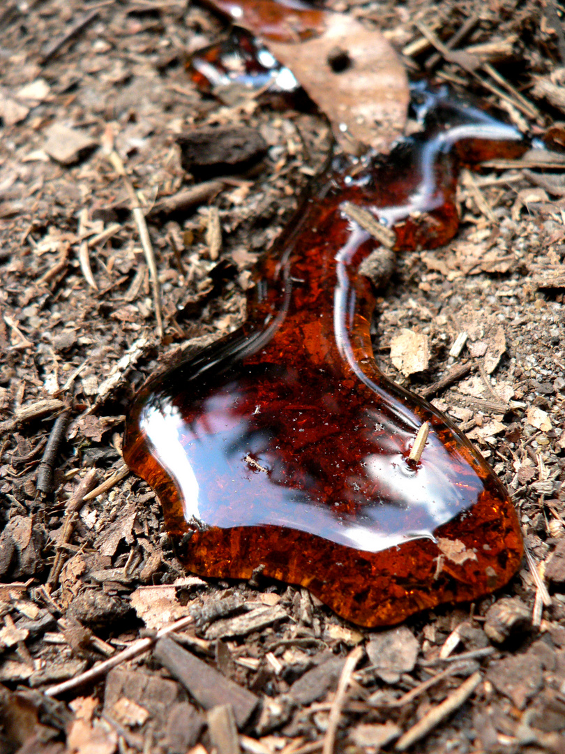 Baumharz [Sächsische Schweiz 2009]