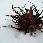 Baumhasel - Frucht im Schnee