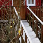 Baumhaus beim ersten Schnee