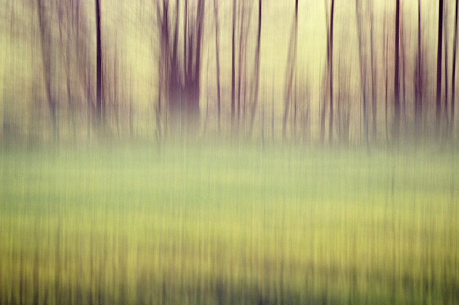 Baumhecke im Feld