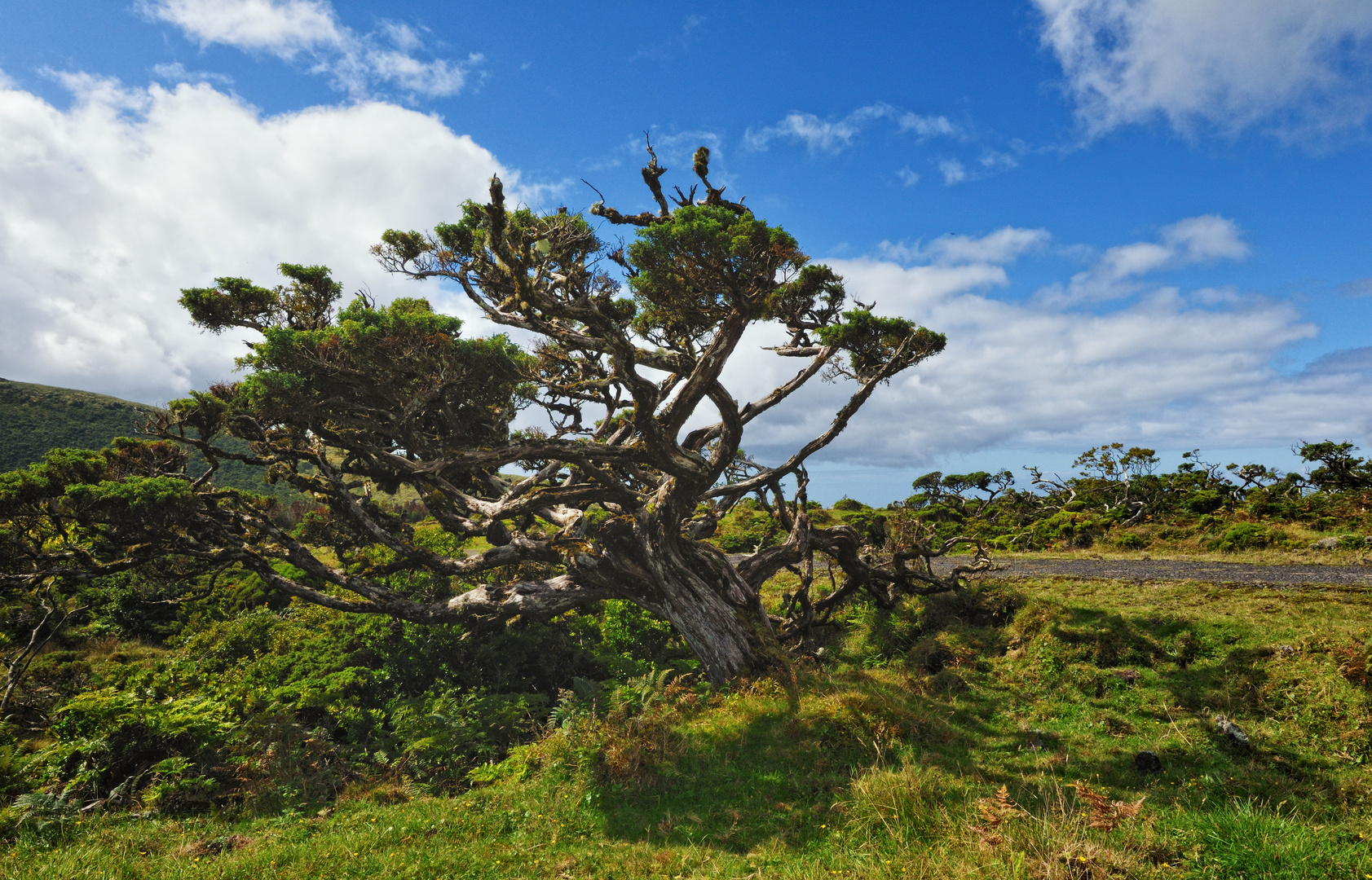 Baumheide - Einzelbaum