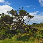 Baumheide - Einzelbaum