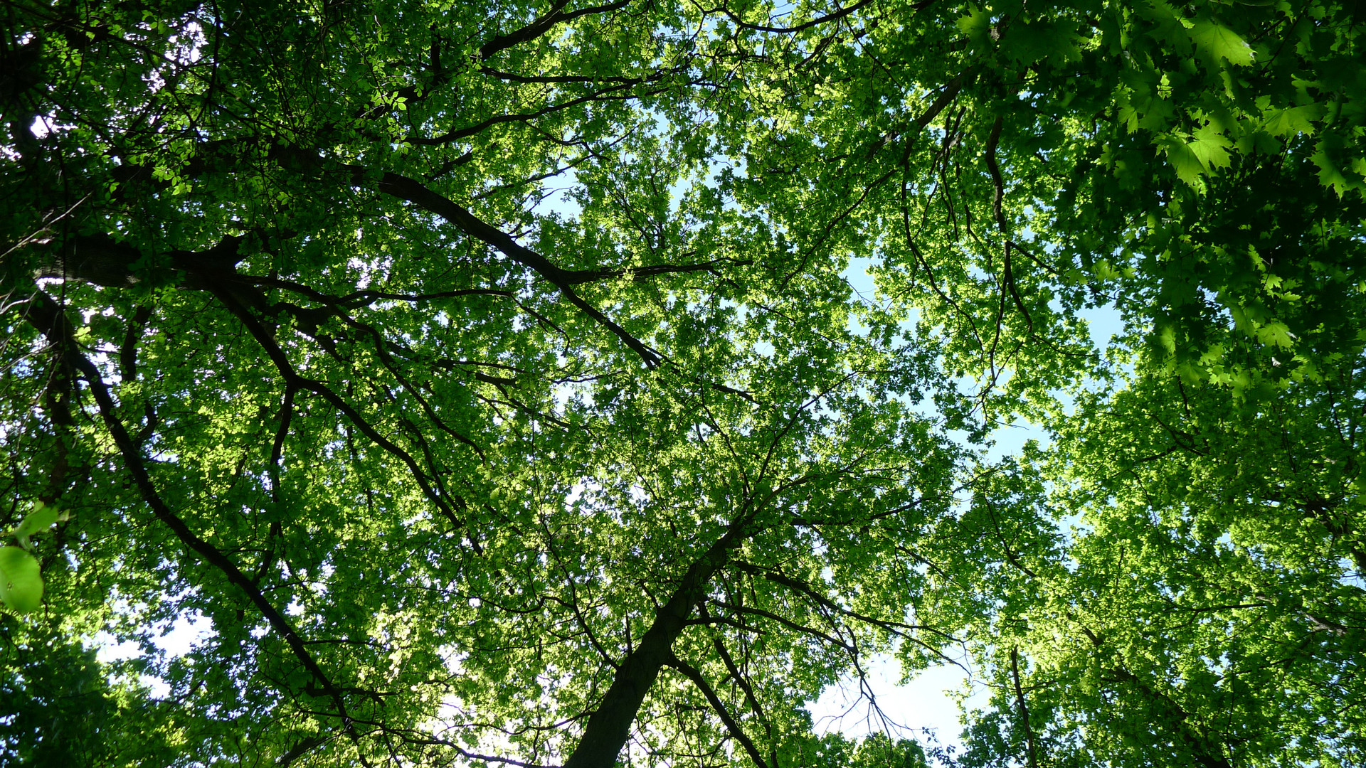 Baumhimmel