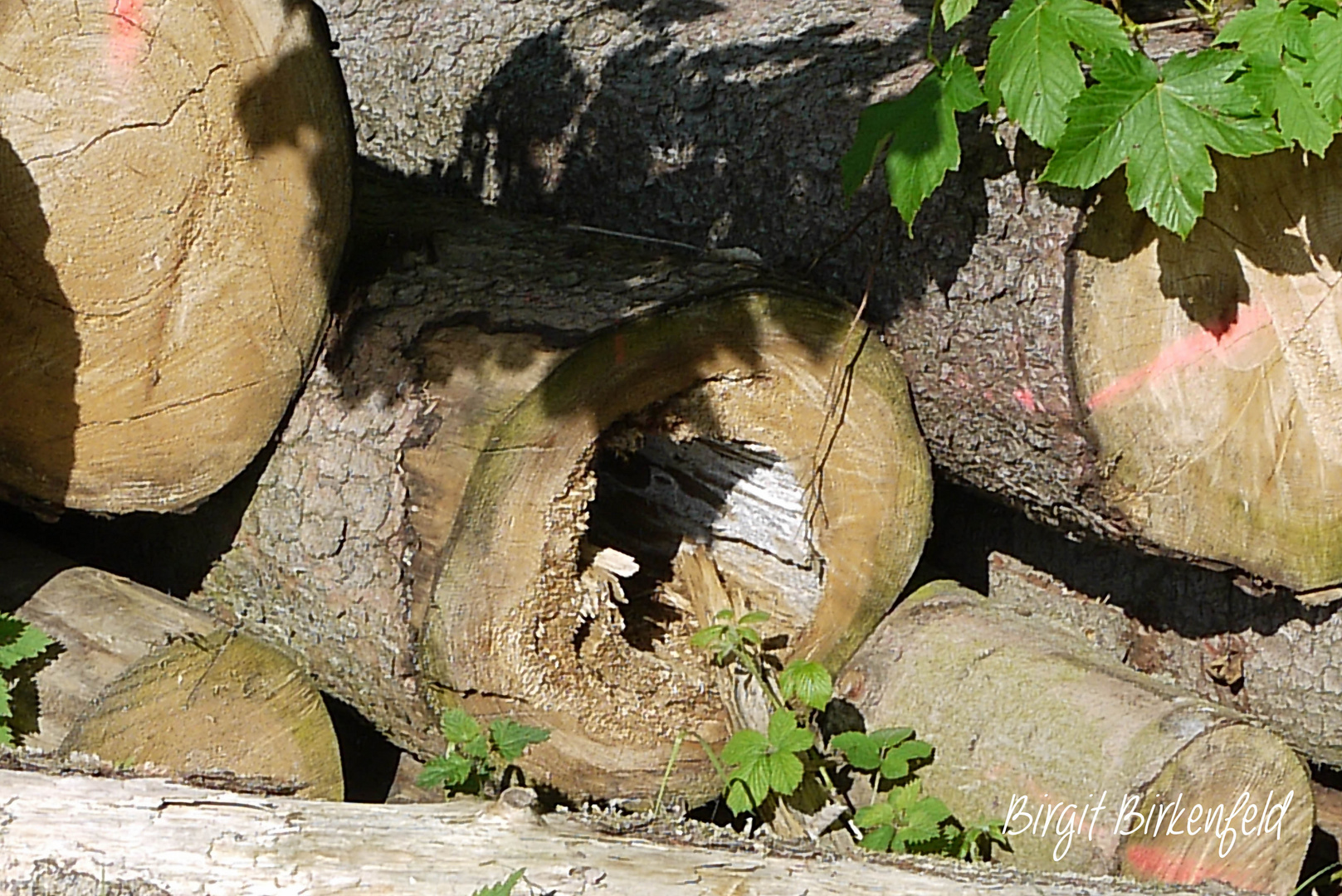 Baumhöhle