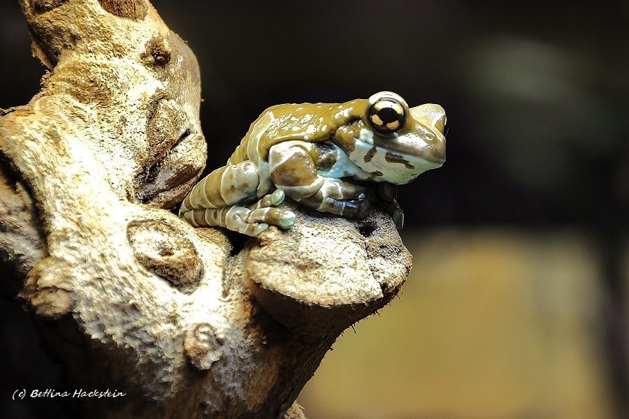 Baumhöhlen-Kröten-Laubfrosch I