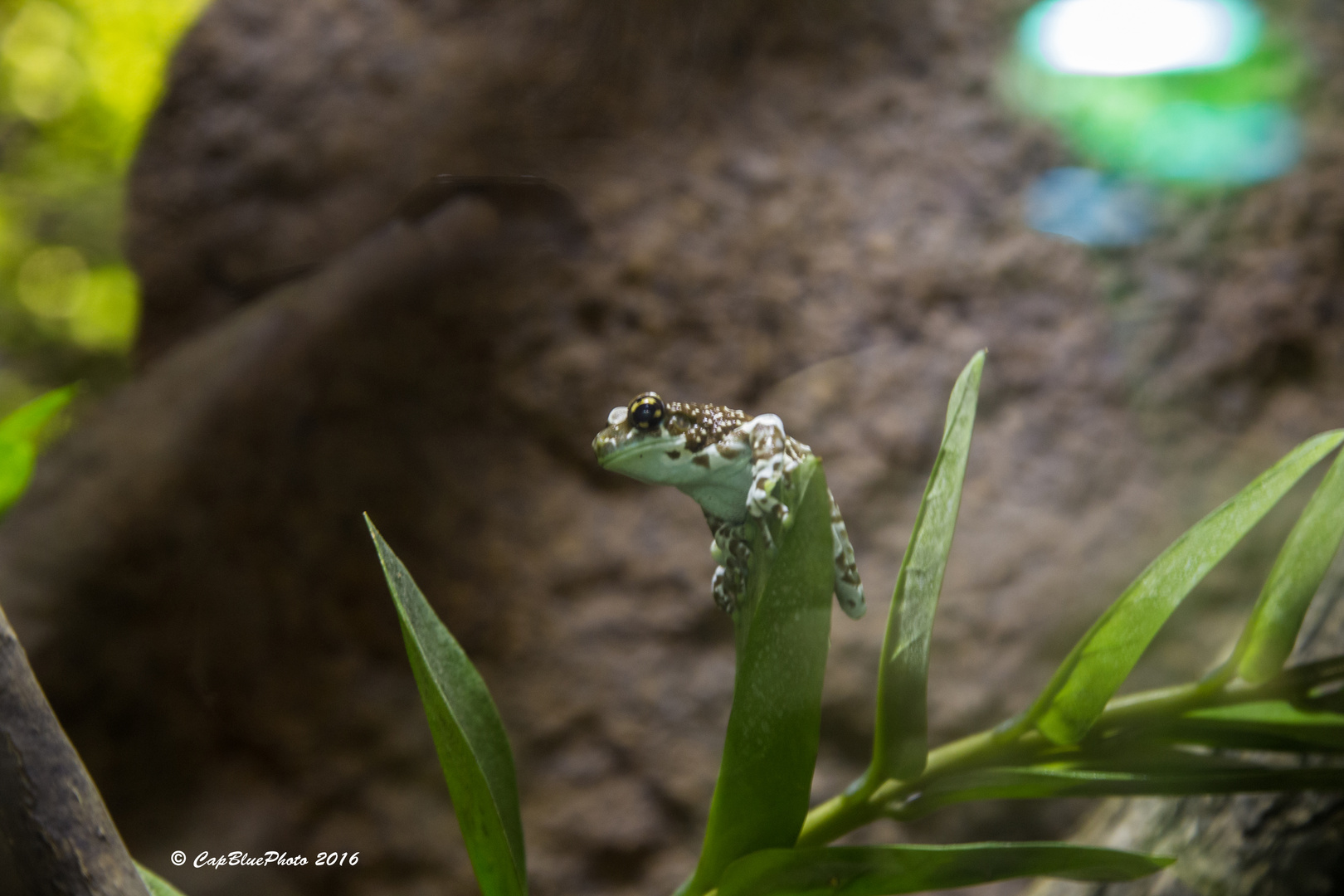 Baumhöhlen-Krötenlaubfrosch