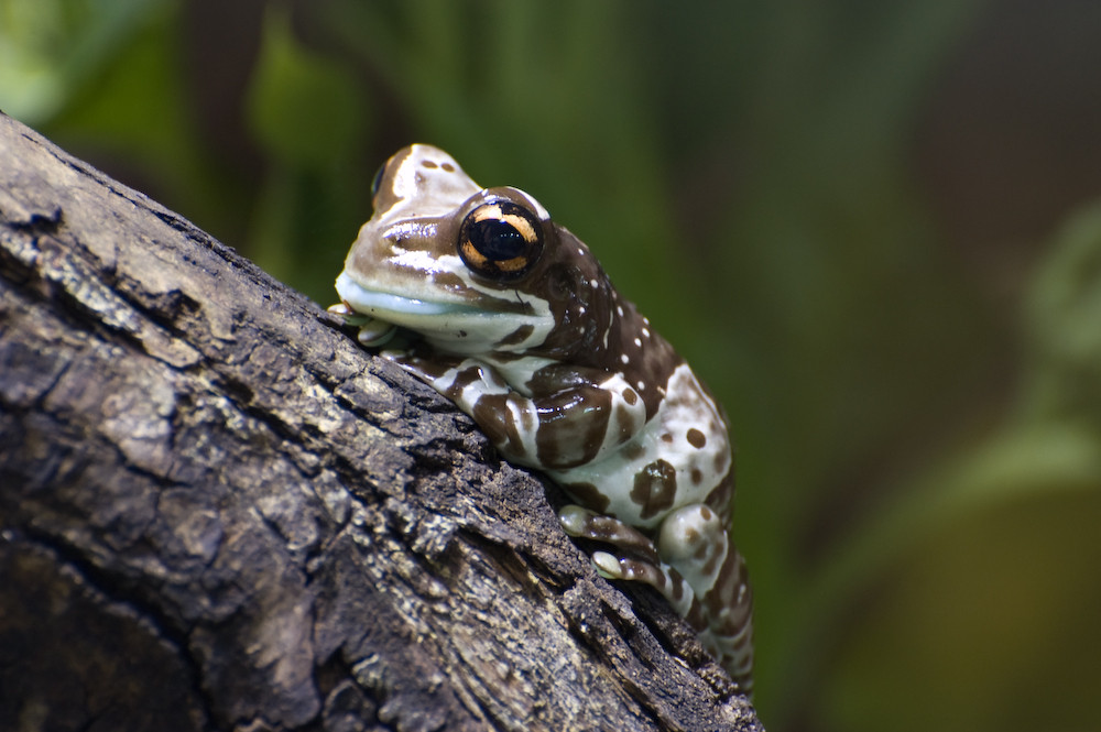 Baumhöhlen-Krötenlaubfrosch