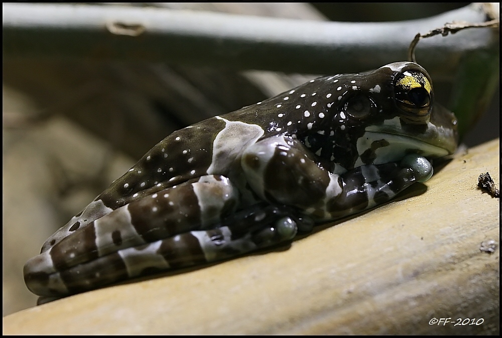 ... Baumhöhlen-Krötenlaubfrosch ...