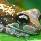 Baumhöhlen-Krötenlaubfrosch