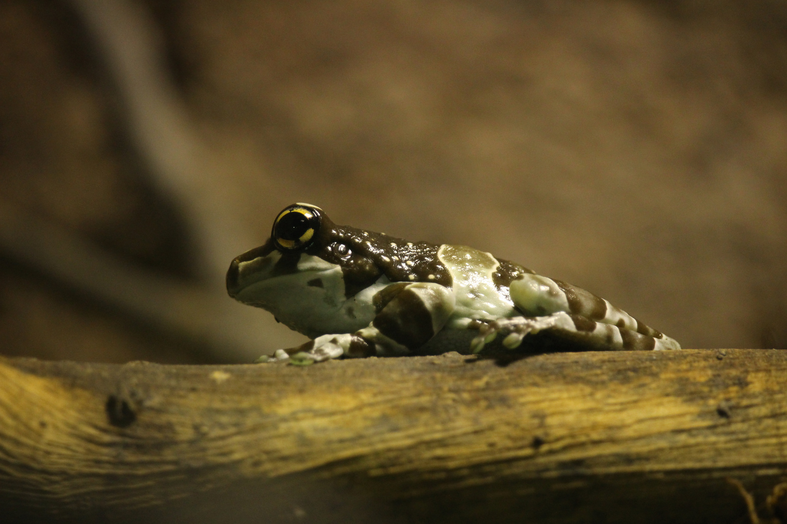 Baumhöhlen Krötenlaubfrosch