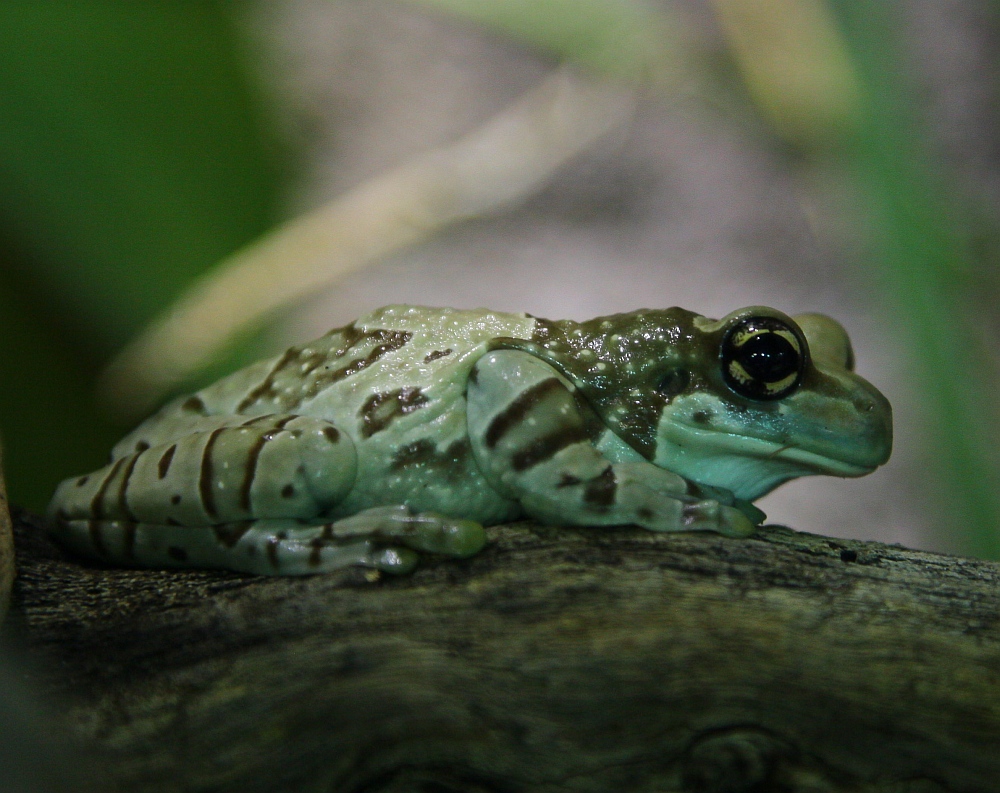 Baumhöhlen-Krötenlaubfrosch