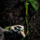 Baumhöhlen-Krötenlaubfrosch