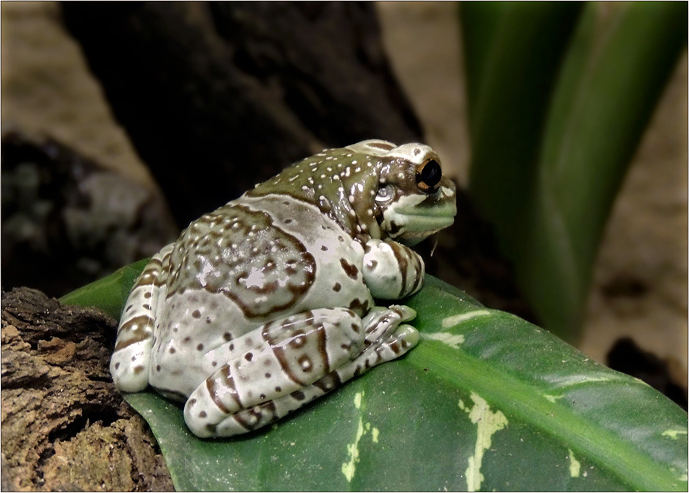 Baumhöhlen-Krötenlaubfrosch