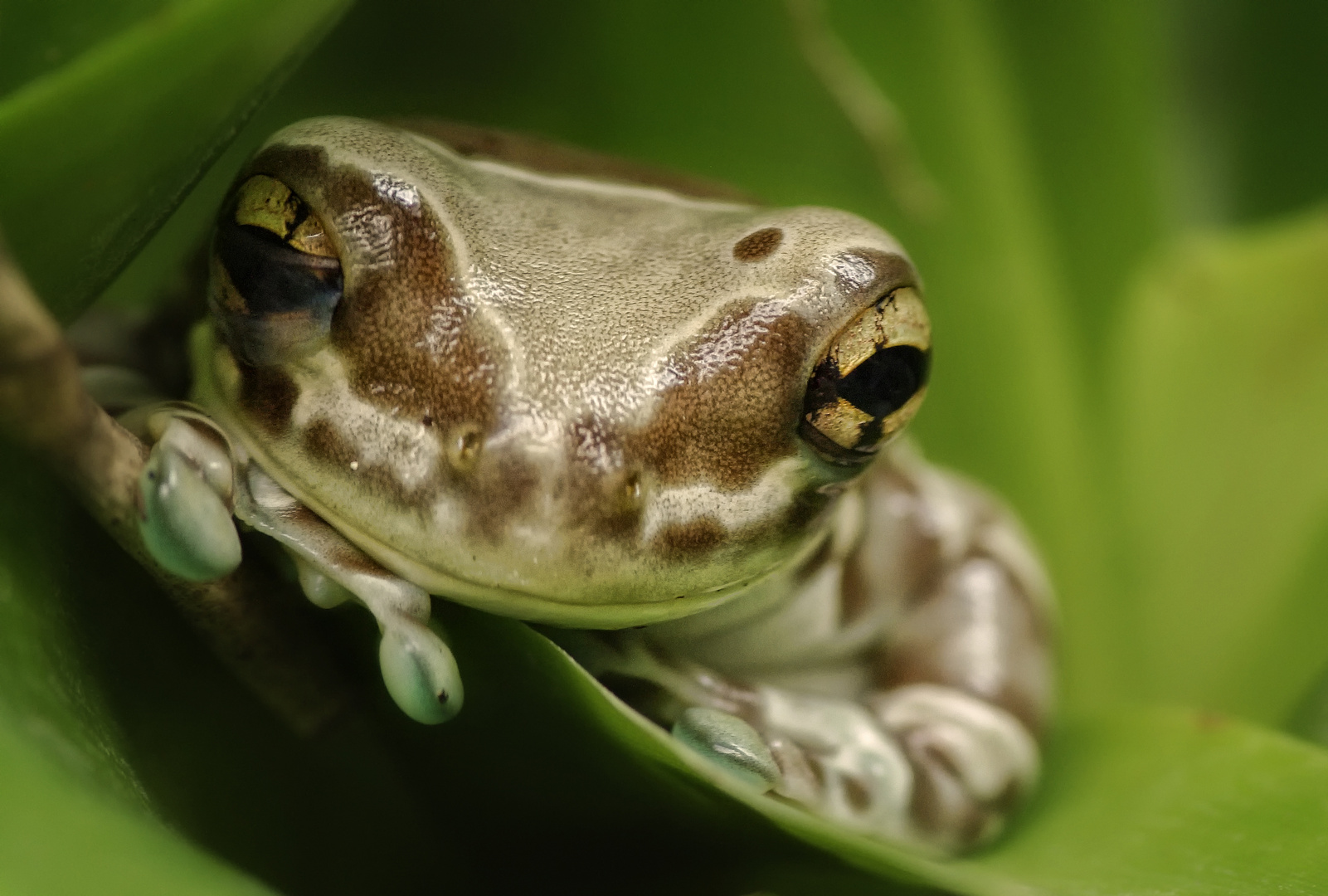 Baumhöhlen-Krötenlaubfrosch