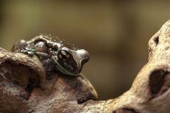 Baumhöhlen-Krötenlaubfrosch (Trachycephalus resinifictrix) ?