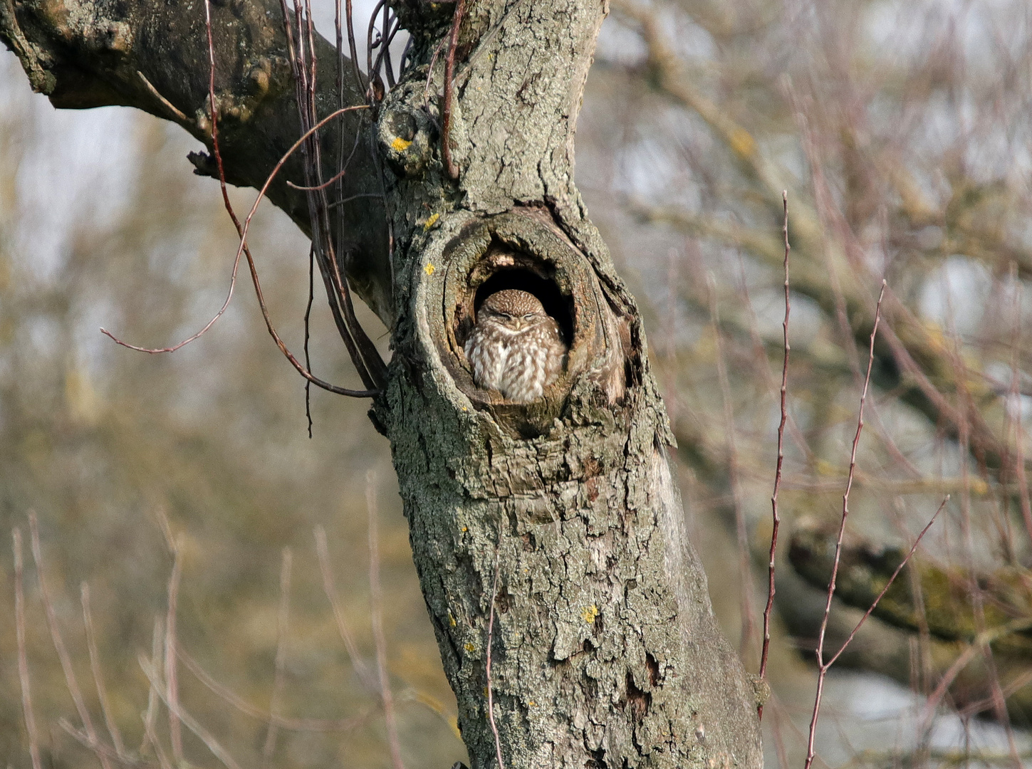 Baumhöhlenbewohner