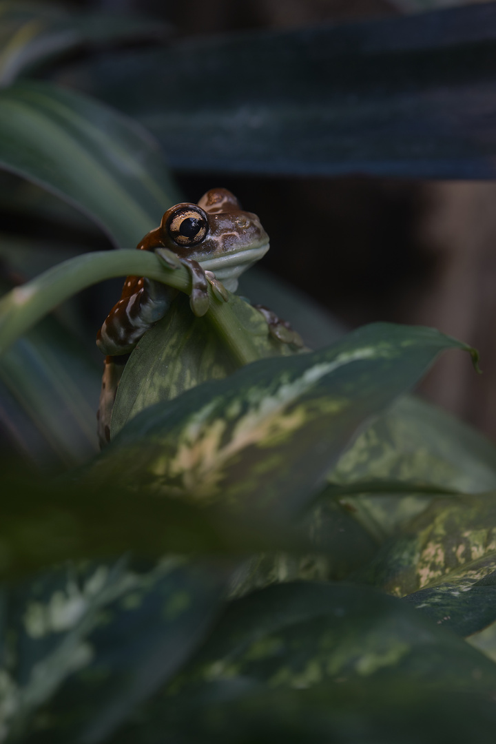 Baumhöhlenkrötenlaubfrosch