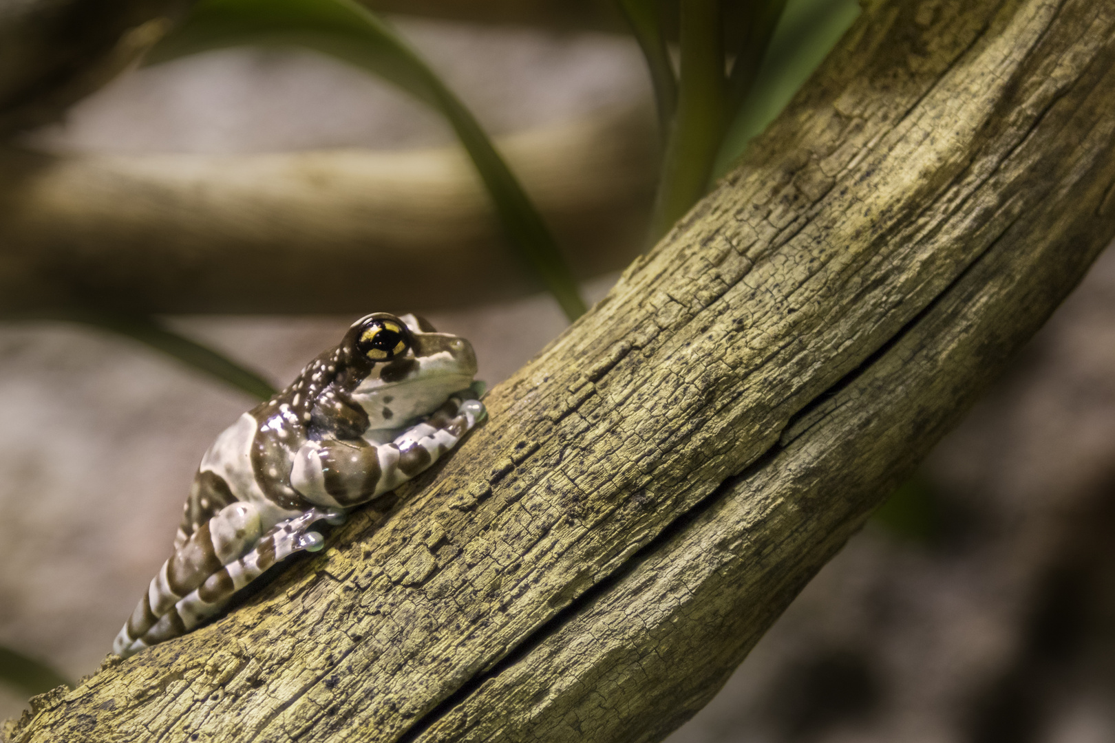 Baumhöhlenlaubfrosch