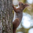 Baumhörnchen 