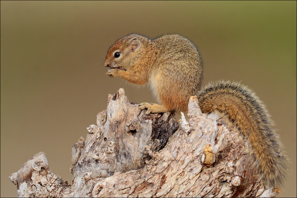 Baumhörnchen