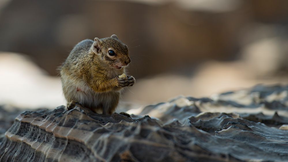 Baumhörnchen