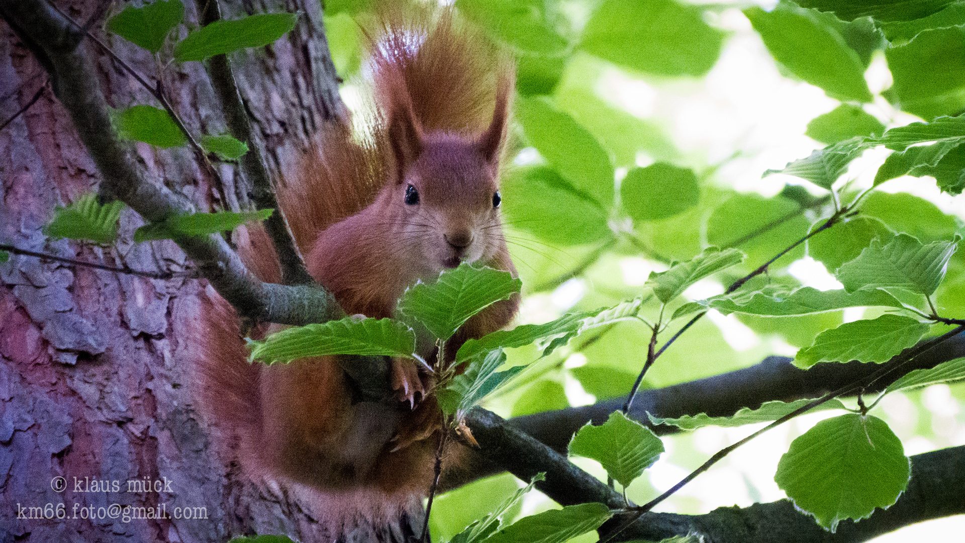 Baumhörnchen