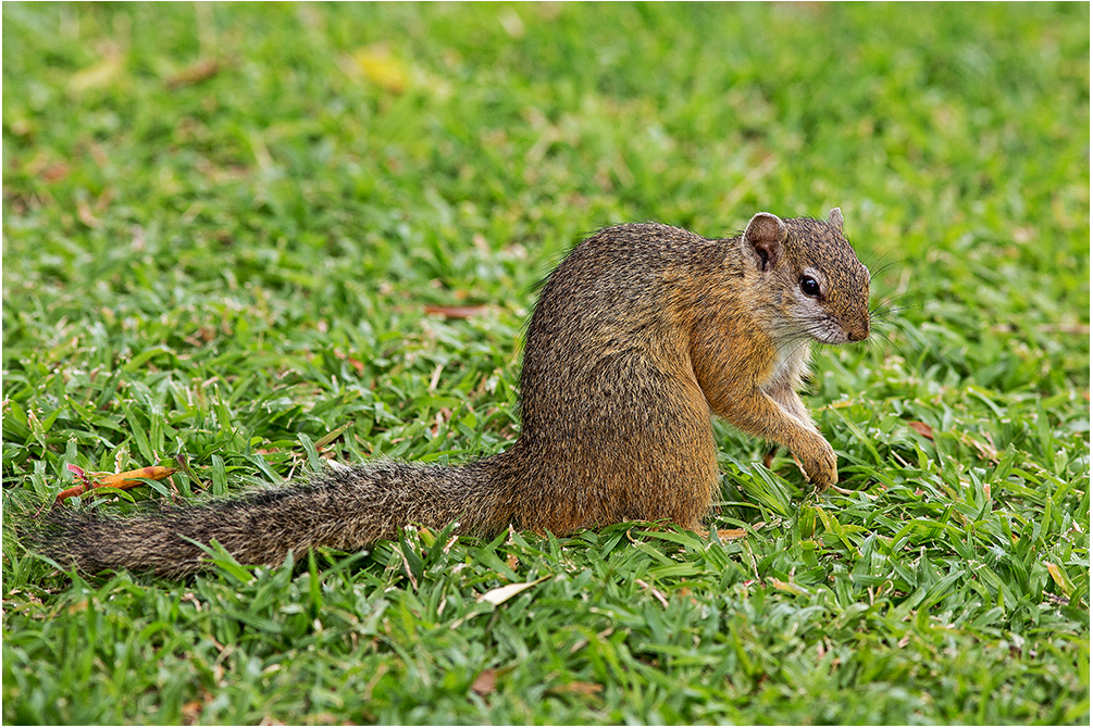 Baumhörnchen