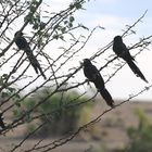 Baumhopf (Green Wood Hoopoe)