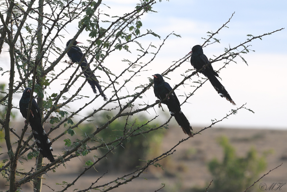 Baumhopf (Green Wood Hoopoe)