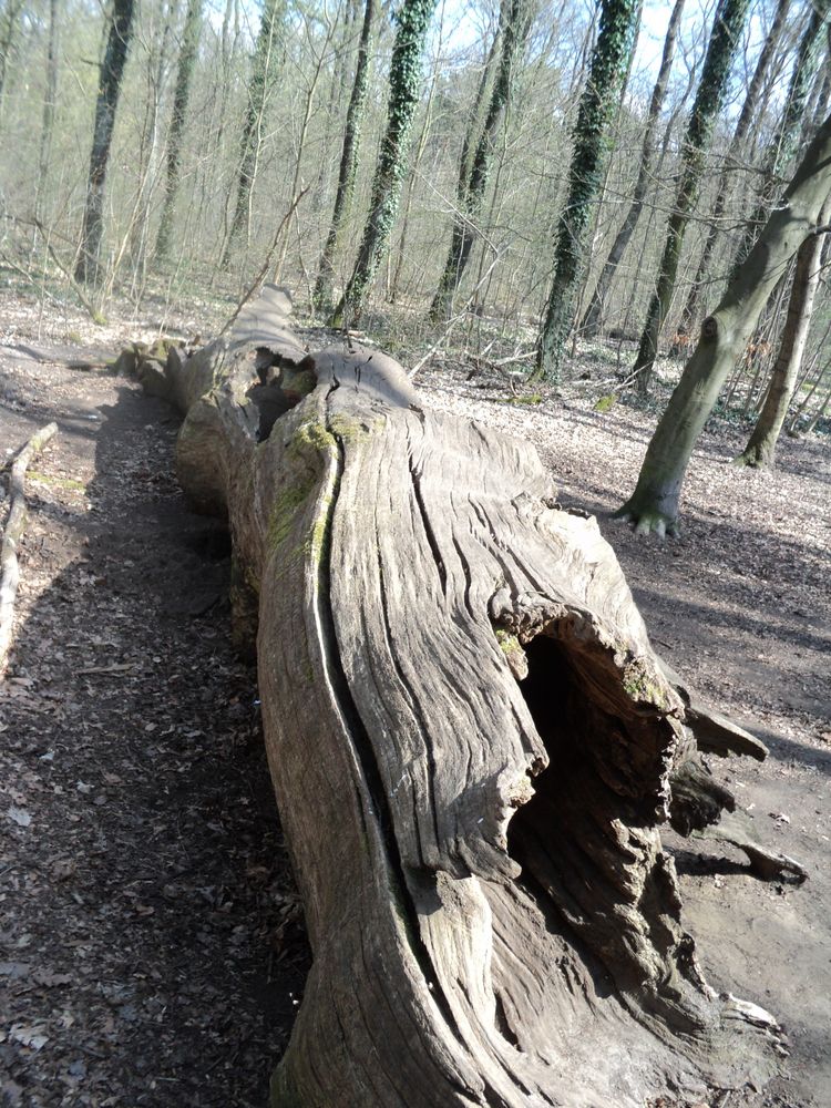 Baumhülle  Abenteuer-Spielplatz im Tegeler  Forst von oben