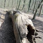 Baumhülle  Abenteuer-Spielplatz im Tegeler  Forst von oben