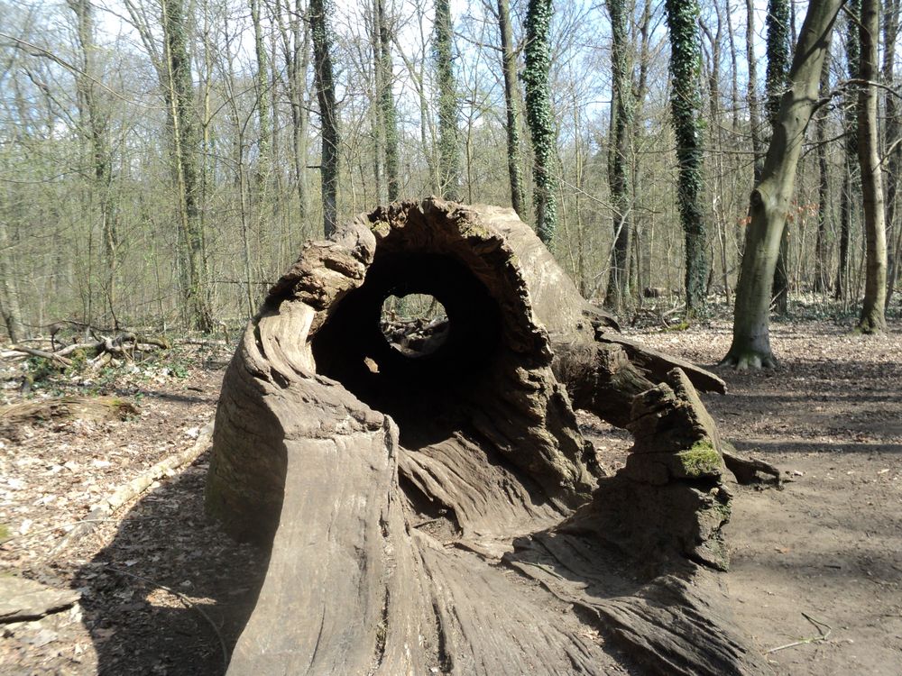 Baumhülle als Abenteuerspielplatz