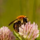 Baumhummel