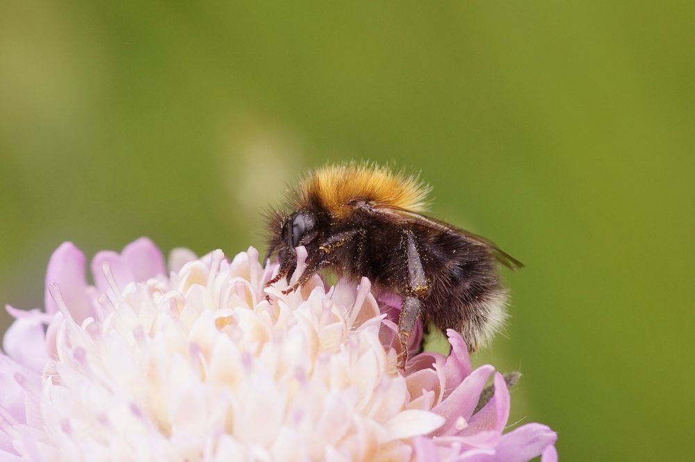 Baumhummel