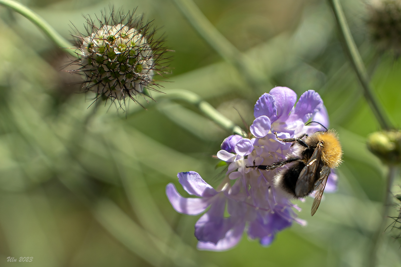 Baumhummel 