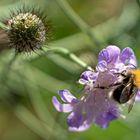 Baumhummel 