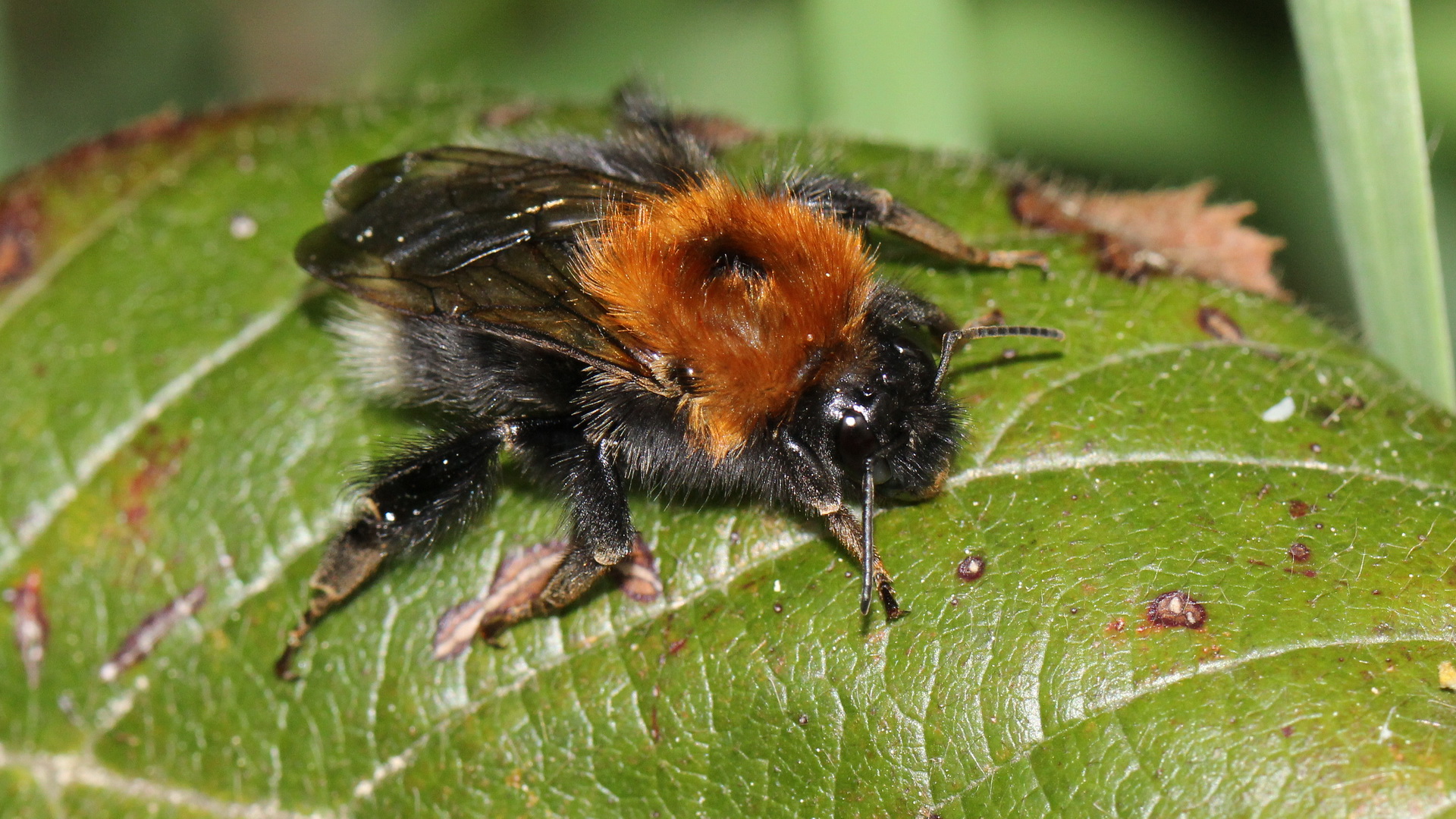 Baumhummel