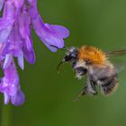 Baumhummel