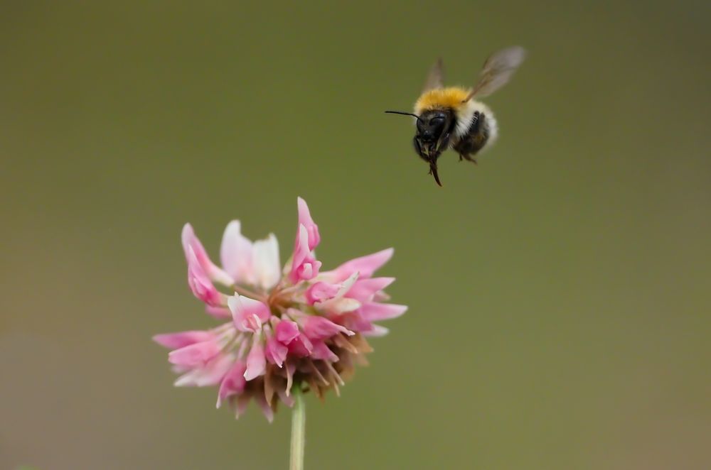 Baumhummel